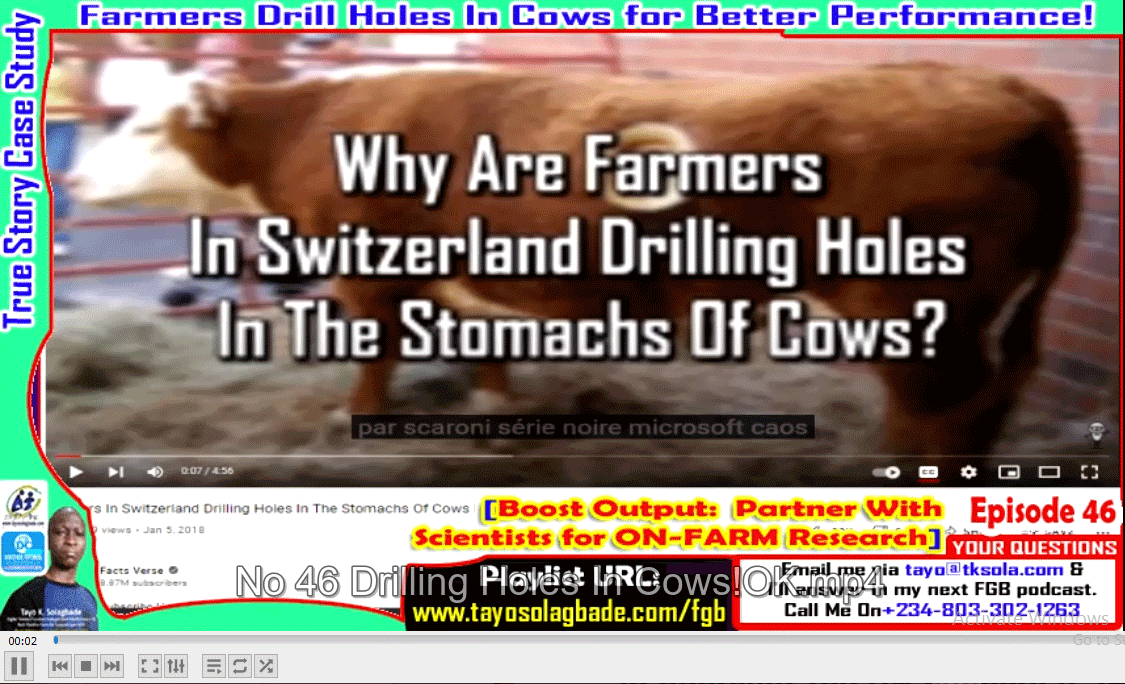 Farmers Drill Holes In Cows for Better Performance! [Boost Output: Partner With Scientists for ON-FARM Research & Development]